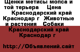 Щенки метисы мопса и той-терьера. › Цена ­ 1 000 - Краснодарский край, Краснодар г. Животные и растения » Собаки   . Краснодарский край,Краснодар г.